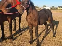 حصان, Percheron — الصورة 2