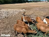 Widder, Cameroon sheep — Foto 6