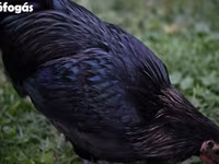 Australorp — foto 6