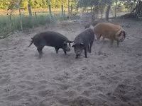 Kanec, Prasata — foto 3