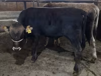 Bulle, Swiss cattle — Foto 1