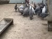 Guinea fowl — عکس 1