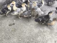 Ducks — zdjęcie 3