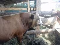 Bò đực, Aberdeen – Angus — ảnh 4