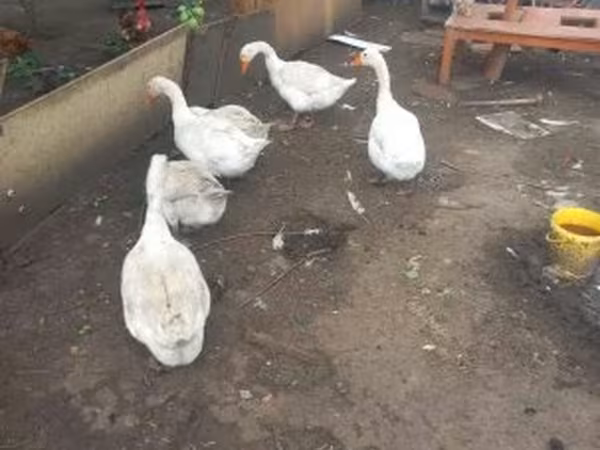 Geese