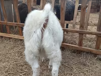 بز نر, بز — عکس 3