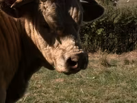 Бик, Simmental cattle — снимка 2