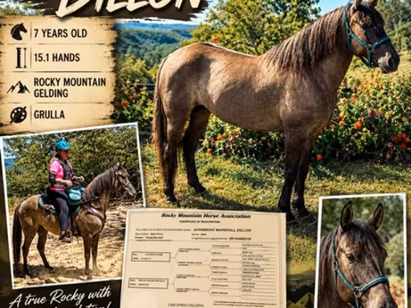 Kůň, Rocky Mountain Horse