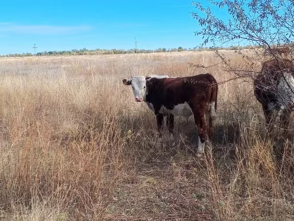 Үнээ, Swiss cattle