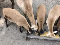 مینڈھا, Cameroon sheep — تصویر 1