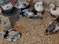 Chickens — foto 1
