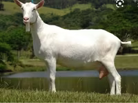 Buk, Saanen goat — foto 4