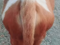 Lembu ternakan (lot, jantina tidak dinyatakan), Cattle — foto 2