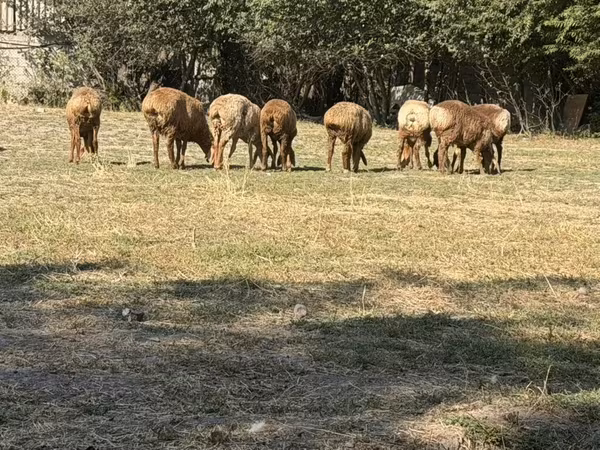母羊, Sheep