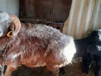 Pecore (lotto, sesso non specificato), Pecore — foto 1