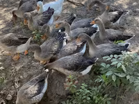 Geese — foto 1