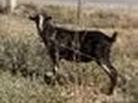 بکرا, Alpine goat — تصویر 7