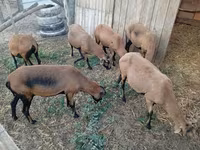 แกะตัวเมีย, Cameroon sheep — รูปภาพ 1