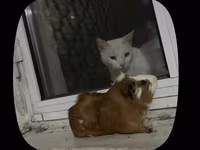 Ginepig +yuvasş + su qabısı ile birlikde sadece 60 manat Məhsul — fotografija 5