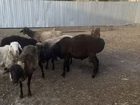 Widder, Hissar sheep — Foto 6
