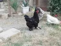 Brahma — foto 3