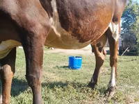 Vacă, Simmental cattle — foto 4