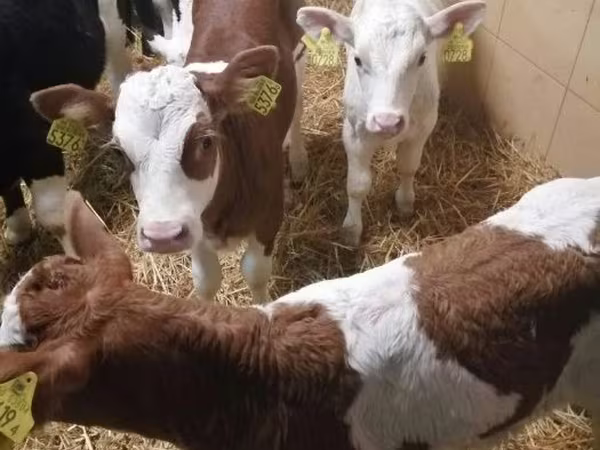 Toro, Ganado vacuno