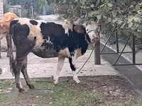 Dibi, Simmental cattle — sawirka 8