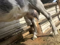 Koza, Alpine goat — foto 2