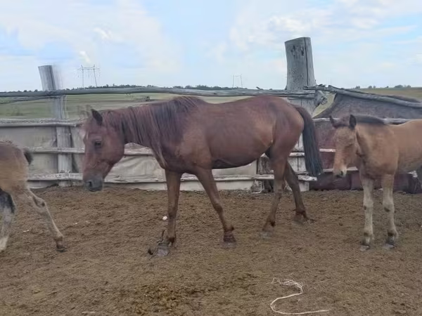 Jument, Chevaux