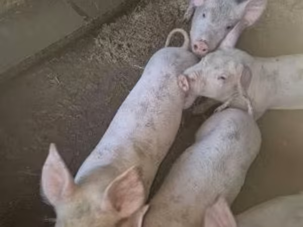 Boar, Pigs