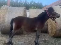 Hingst, Heste — foto 1