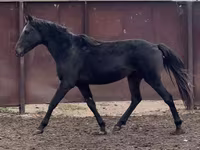 Faras, Kazakh horse — sawirka 7