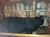 ষাঁড়, এবার্ডিন-অ্যাঙ্গাস — ছবি 3