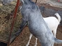 ছাগী, Saanen goat — ছবি 3