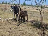 Sapi, Holstein breed — foto 2