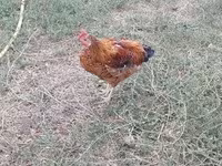 Chickens — 4 зураг