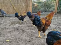 وایندوت — عکس 6