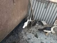 Ducks — 사진 3