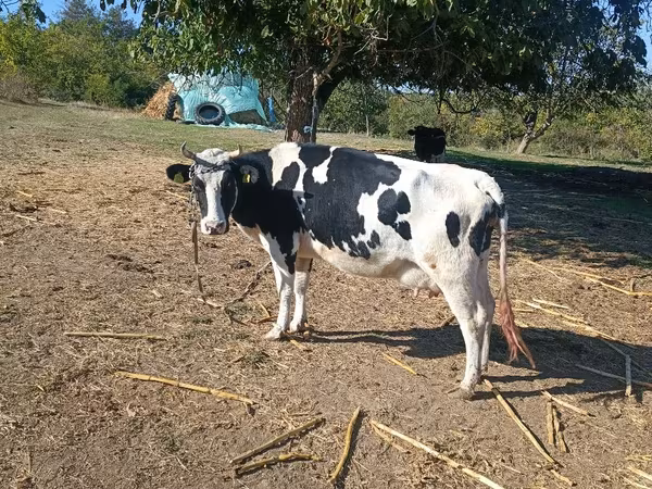 Kuh, Russian Black pied cattle