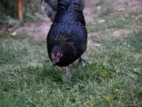 Australorp — 8. fotó