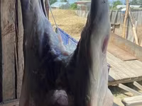 Kambing jantan, Sheep — foto 7