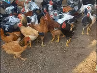 Chickens — الصورة 4