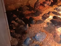 Australorp — foto 3