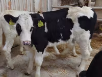 Rinder (Partie, Geschlecht nicht angegeben), Simmental cattle — Foto 7