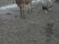 Krava, Jersey plemeno — foto 4