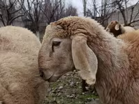 Beran, Arashan sheep — foto 7