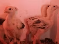 Chickens — акс 6