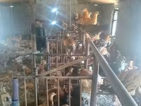 Chickens — عکس 1