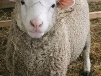 Sheep, Sheep — photo 6